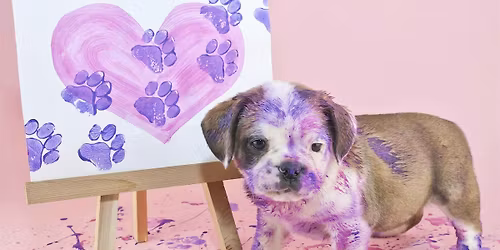 Paws & Paint