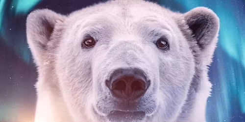 The Arctic: Our Last Great Wilderness