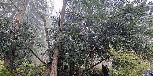 Restoration Event on Squak Mountain with WA State Parks