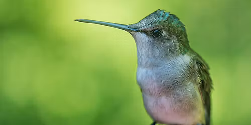Hummingbirds and Orioles are coming. Are you ready for Spring Migration?