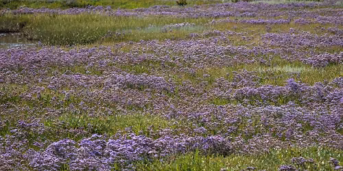 Guided walk: Spectacular saltmarshes