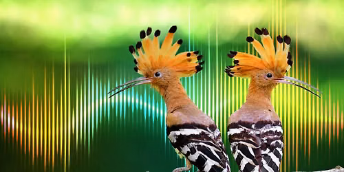 National Geographic Live: Saving Nature's Symphony with Ben Mirin