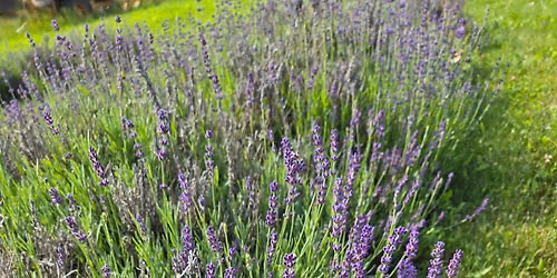 Lavender Harvest U-pick