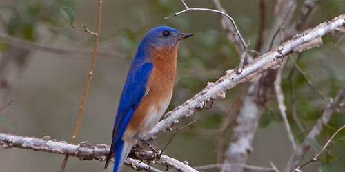 Birding Hike