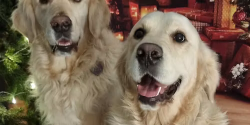 \ud83c\udf84\ud83d\udc3e \u015awi\u0105teczne Przebie\u017cki Noseworkowe & Jarmark dla Psiak\u00f3w i Kociak\u00f3w! \ud83d\udc3e\ud83c\udf84