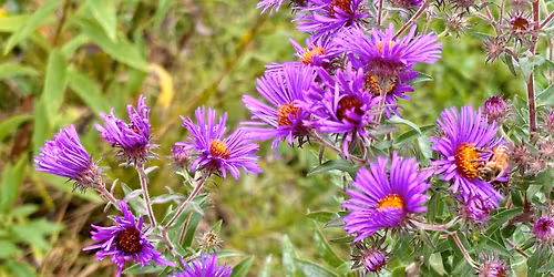 Demystifying Native Gardens