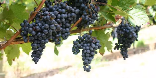 Tag des offenen Weingutes