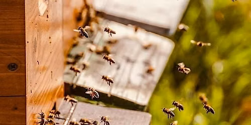 Beyond the Buzz: Debunking Myths & Protecting Our Pollinators