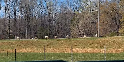 2026 ASCA Sheep & Duck Arena Trials