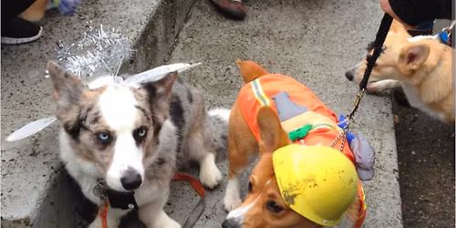 Halloween Corgi Strut Parade