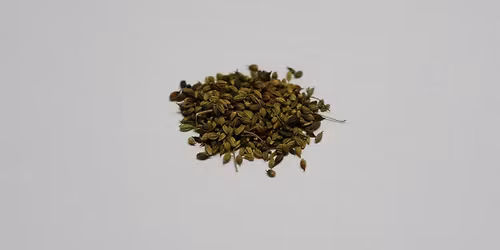 DAN ZEMLJE V BOTANI\u010cNEM VRTU  