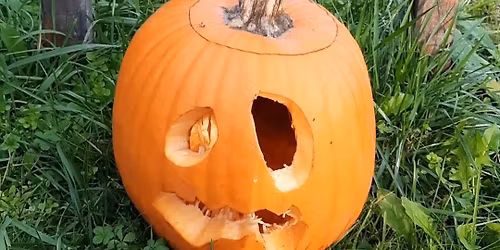 Strahci v botani\u010dnem vrtu