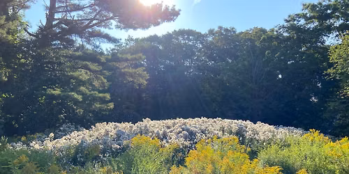 Summer Solstice Forest Bathing  