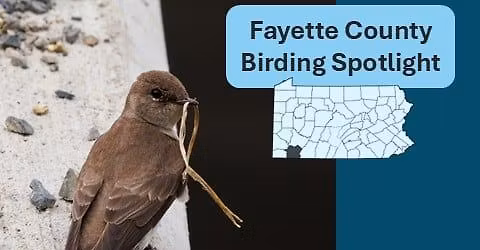 Fayette County Birding Spotlight