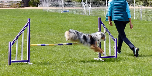 DMKC Agility Trials