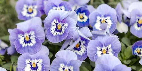 Free Master Gardener's Clinic at West Coast Gardens