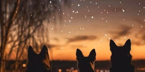 The Street Dogs Live 