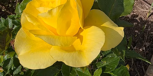 Taradale Produce Swap