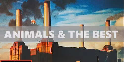 Division Band plays Animals & The Best