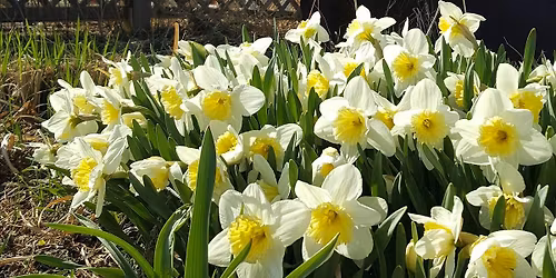 Guided Walking Nature Tour - Botanical Gardens