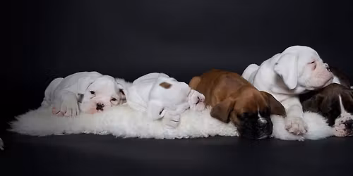 Medlemsm\u00f8de om Boxer-Klubbens fremtid