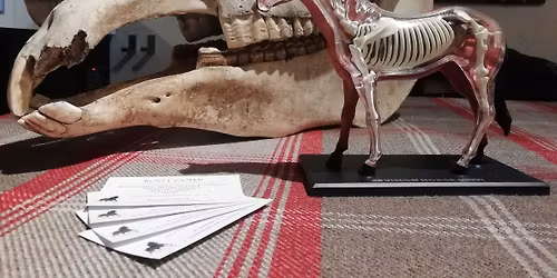 The Equine Body Workshop w\/ Rosca Horsemanship at Derby College Equestrian Centre