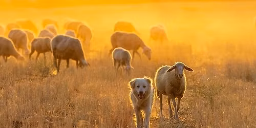 Low Cost Vaccination Clinic