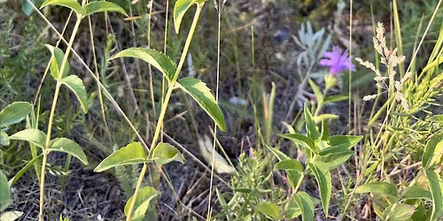 Plant Walk with Herbalist Tricia