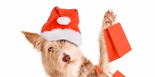 The Barktique Shopping Experience 