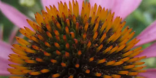 Community Gardens Festival: Herb Propagation at Marlpit Community Garden.