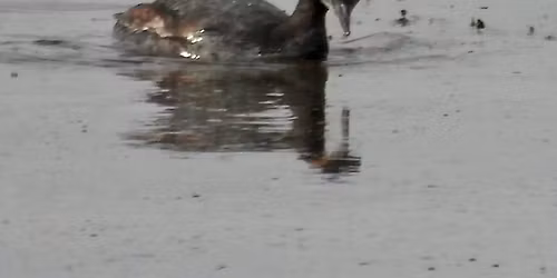 Mark Korducki at Virmond Park