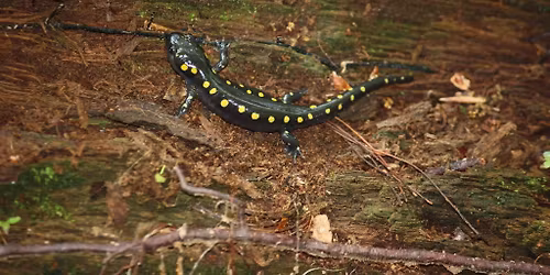 Frog & Salamander Hike
