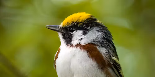 Urban Bird Walk: Spring Migrants