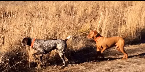 November 2026: GSPCMTN & VVCT Double, Double AKC Hunt tests
