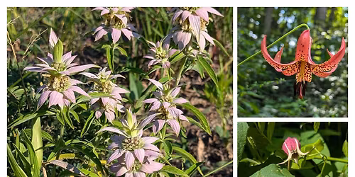 Wildflowers Through the Year