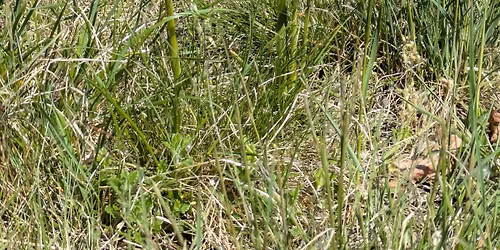 Botanischer Spaziergang durch die Lobau