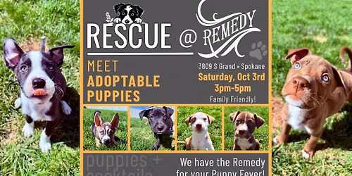 Rescue at Remedy - Come Meet Adoptable Pups