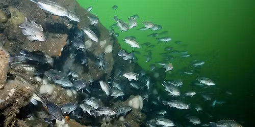 Speaker Series: NY Artificial Reef Program