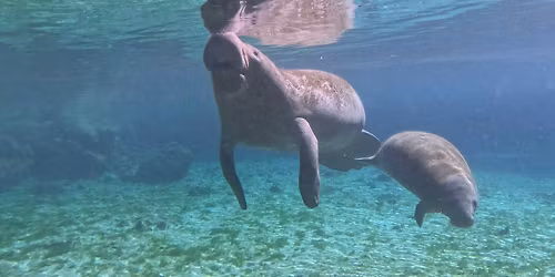 Snowbirds Paddle Club \u2013 Kings Bay