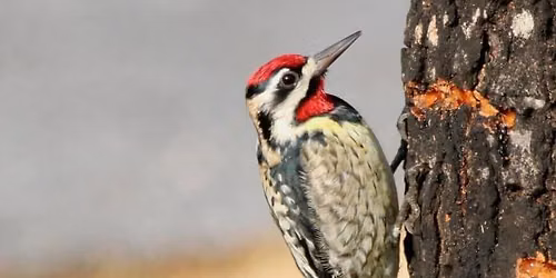 Adventures with Woodpeckers (2.5-4 yrs old)