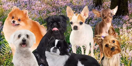 Small Dog Paw-ty EVERY SUNDAY!! 3:00-4:00! 
