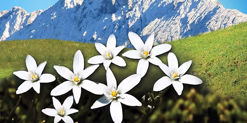 ACCS Elementary Presents: The Sound of Music