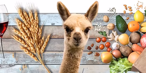 Festival Market - 2026 Bungendore Harvest Festival