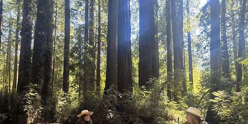 Chameleon Breathwork Redwood Hike Experience