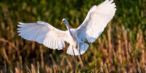 Birdwatching Trek: Bass Ponds