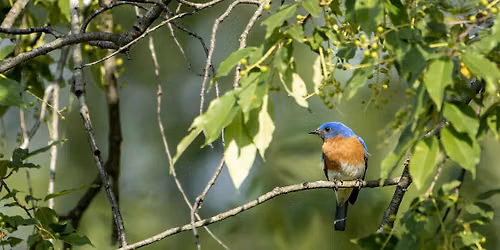 Welcome to Birding at Eliza Howell Park