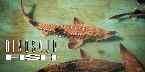 Dinosaur Fish