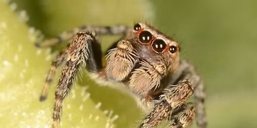 Arachnophilia - A Love of Spiders, Enrichment Class 