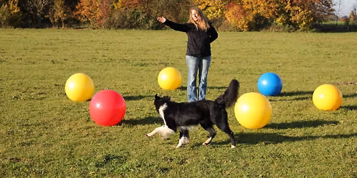 Treibball mit Anja Jakob
