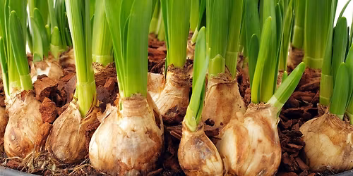 Create your own Winter Bulb Arrangement